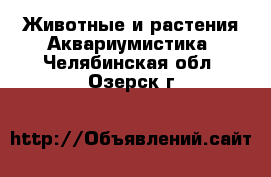 Животные и растения Аквариумистика. Челябинская обл.,Озерск г.